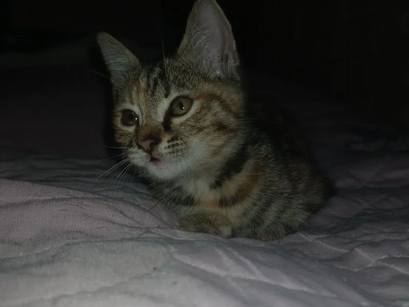Котёнок отдаётся в добрые и ответственные руки — фото 1