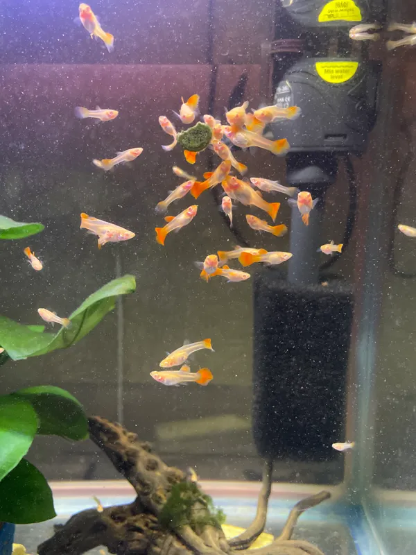 Гуппи FULL RED ALBINO BIG DORSAL 1