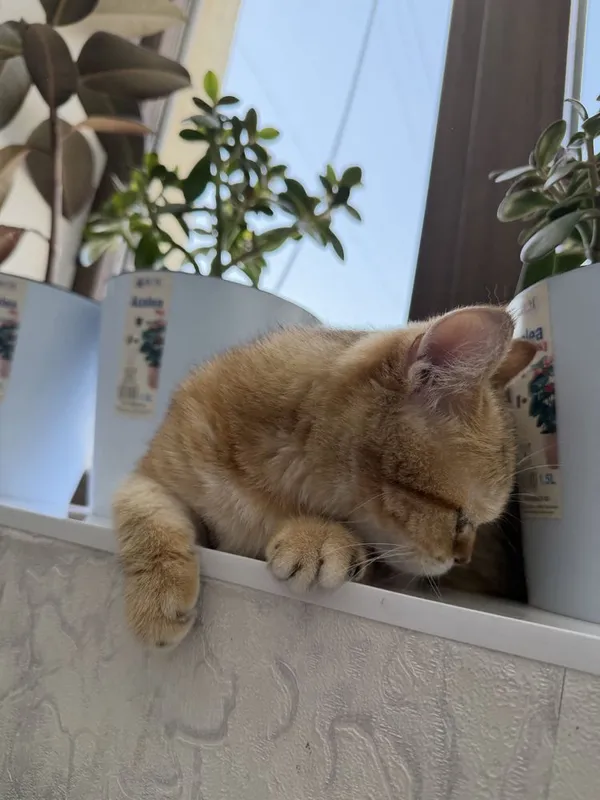 Сотилади скотиш страйт 6 Сотилади скотиш страйт 6