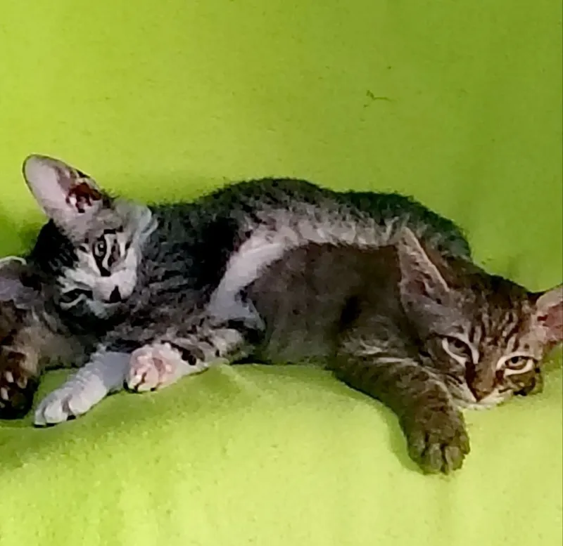 Котята породы свинкс браш 3 Котята породы свинкс браш 3