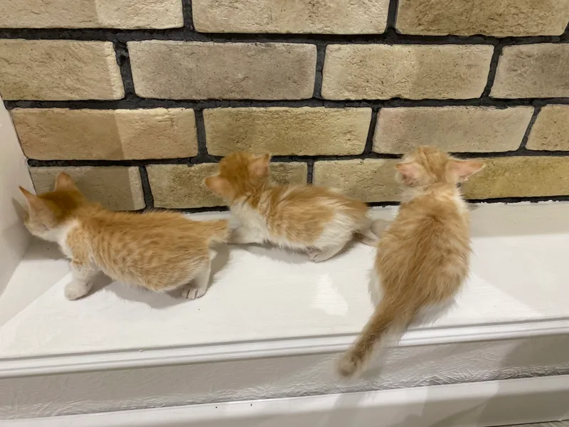 Котята 🧡 5