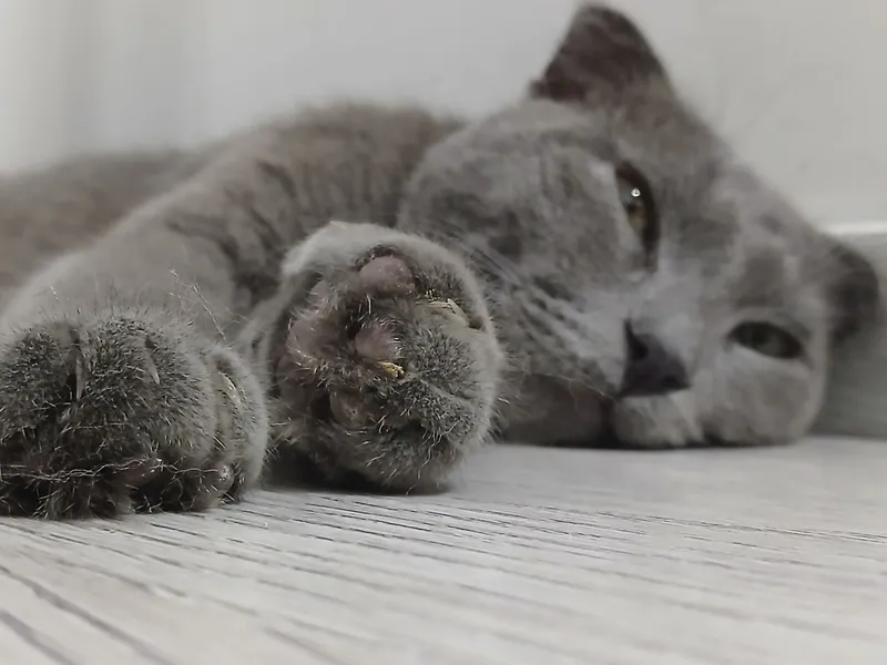 Кошка продается  Сумма 600000