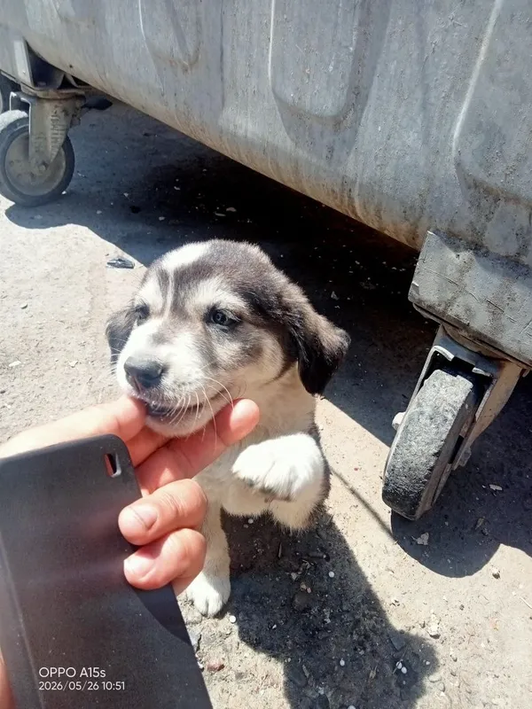 Одам бесплатно шенка