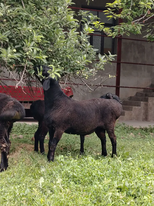 Qochqor 2 tish qulolari butun — фото 5
