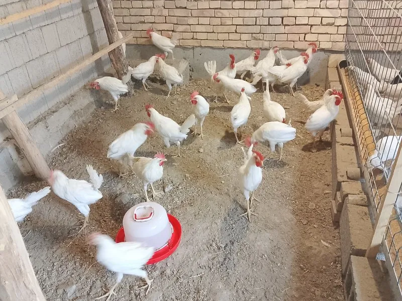 Xorozlar sotiladi 3 Xorozlar sotiladi 3