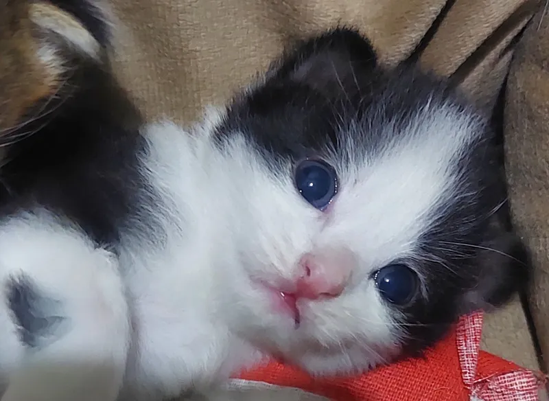 1 месяц 18 дней, кушают сами, лоток знают — фото 2