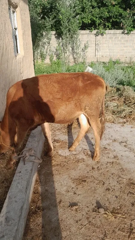Navos sotladi soglom 3 Navos sotladi soglom 3