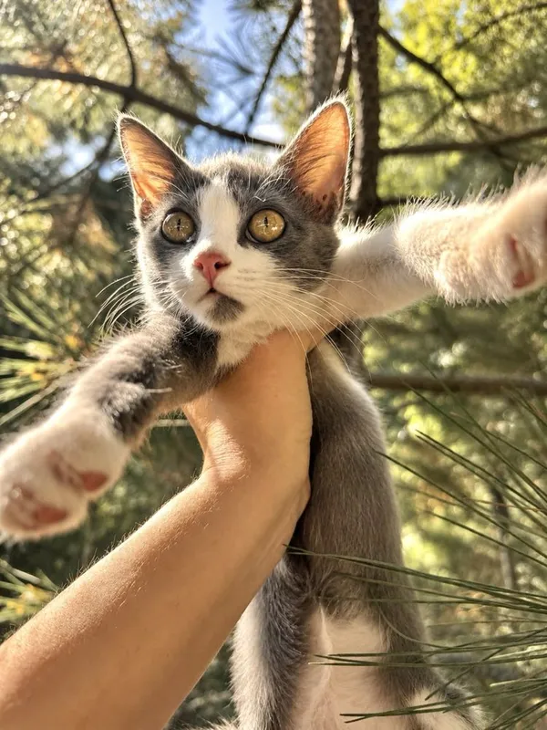 Котенок мальчик 3 месяца 2 Котенок мальчик 3 месяца 2