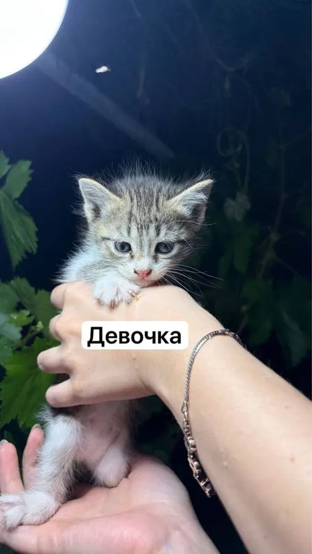Отдаем котят в добрые руки