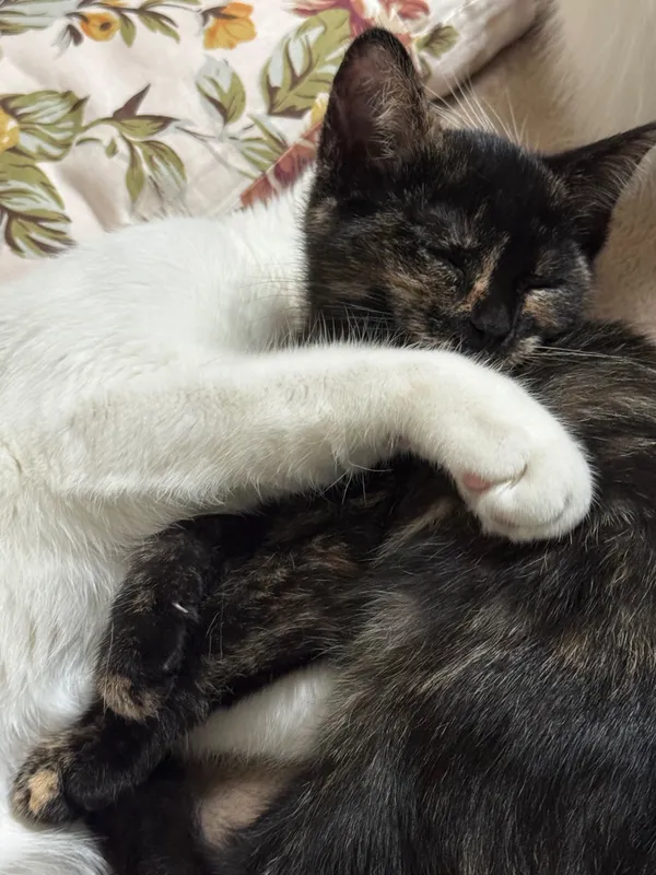 Котята в добрые руки — фото 4