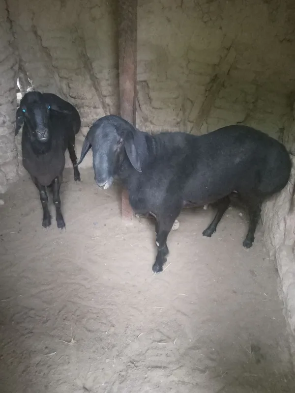 Qoʻchqorla sotiladi toza ozoda boqilgan
