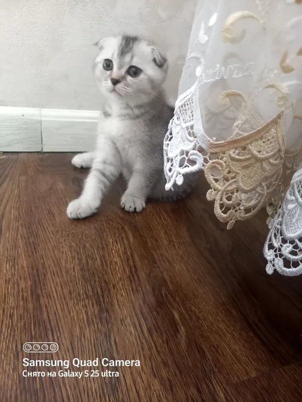 Scottish fold 1