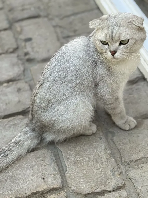 Шотландский вислоухий 3 Шотландский вислоухий 3
