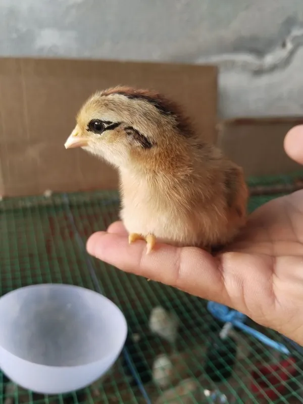 Brama jojalar sotiadi 3 Brama jojalar sotiadi 3