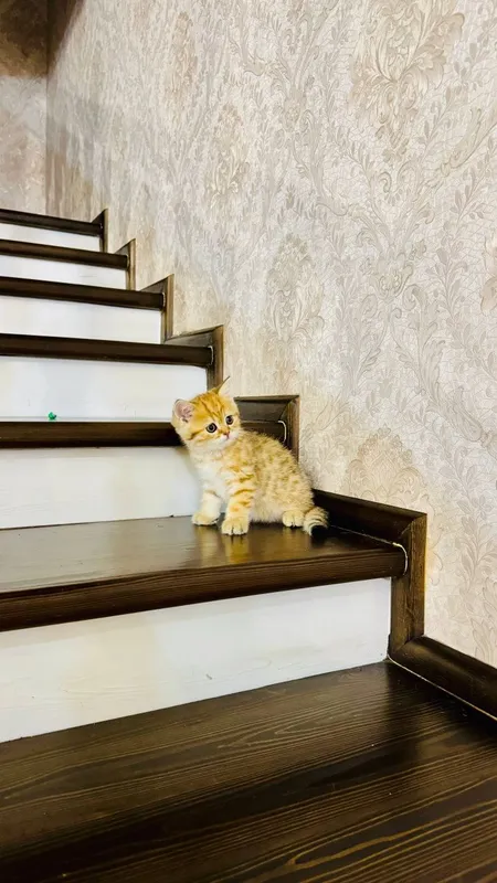 Продаётся чистокровный котята — фото 4