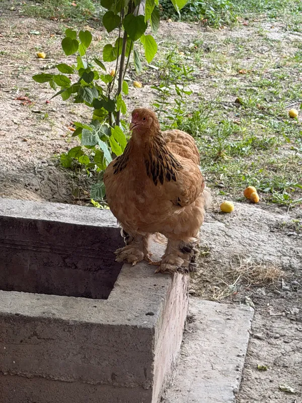 Brama tovuqlari va xo’roz курица — фото 6