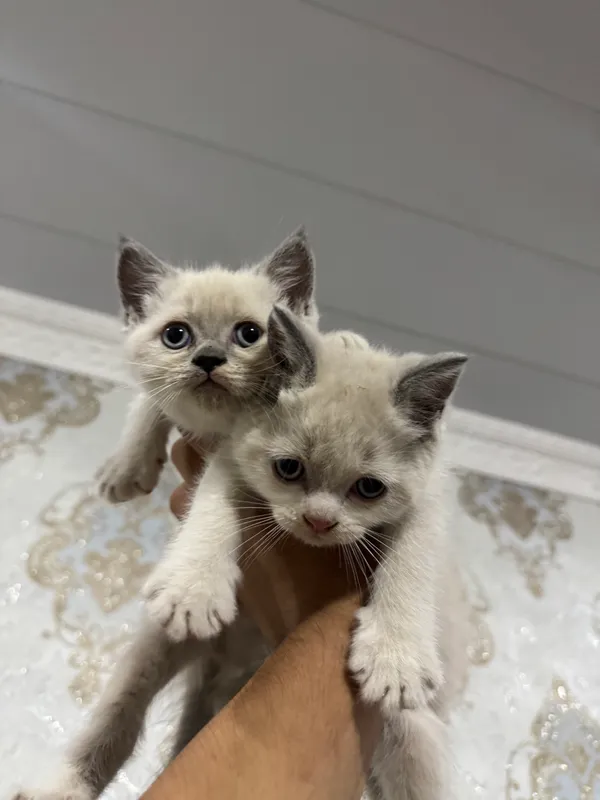 Срочно продаются котята! 3 Срочно продаются котята! 3