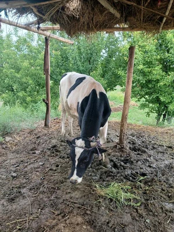Хукиз 1.5 ёшар бокиладиган,ок кораси,нархи 35.милллион. Сигир корнида — фото 2
