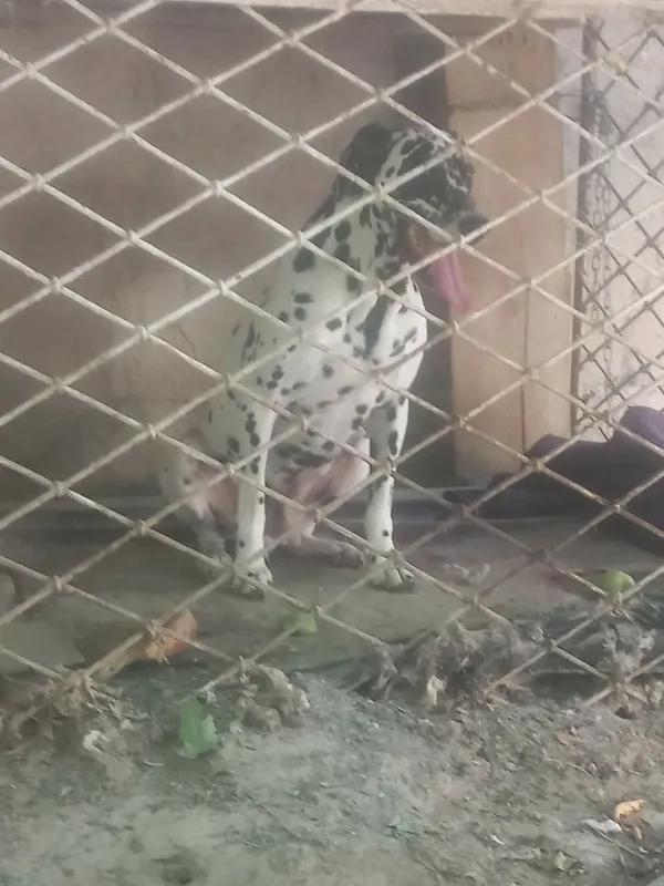 Dalmativ zotli it 1