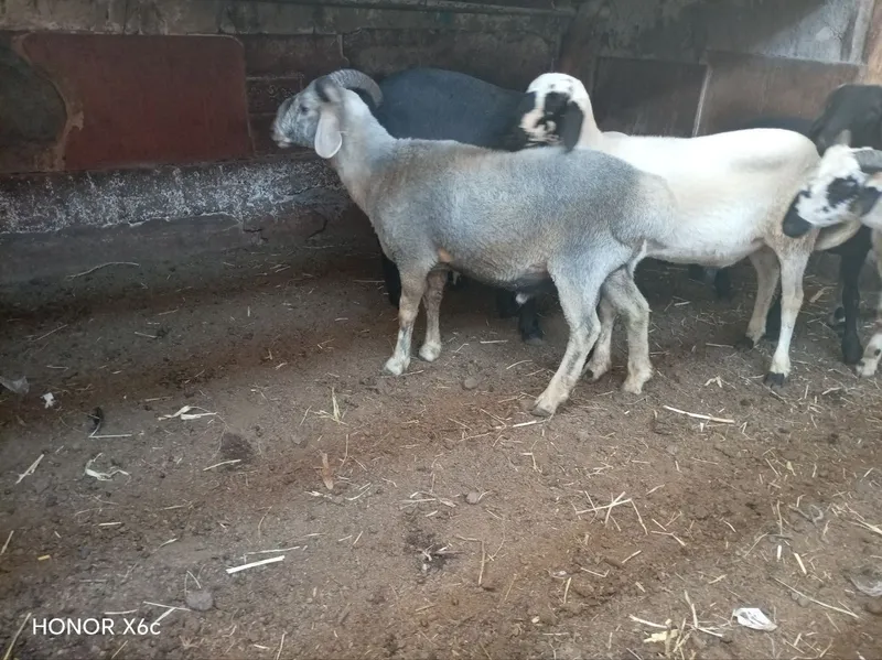 Tagalar sotiladi 2 Tagalar sotiladi 2