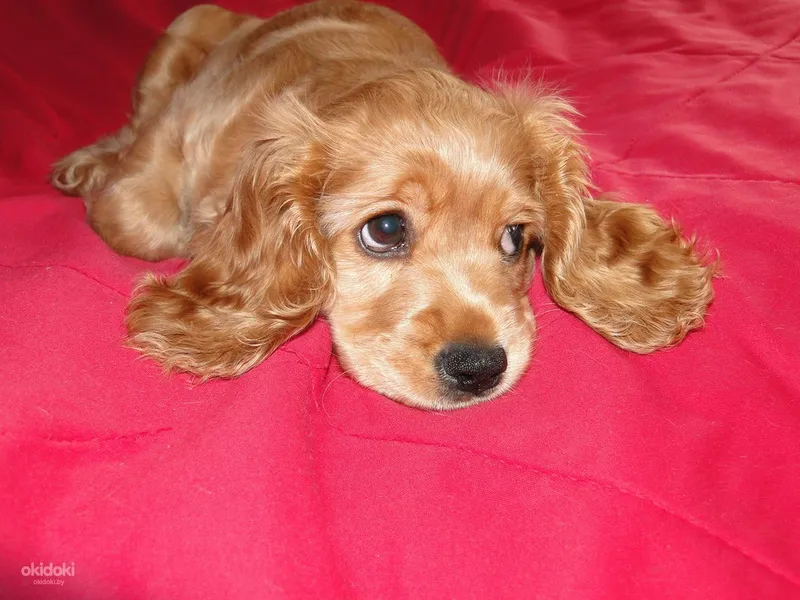 Ingliz koker-spaniel
