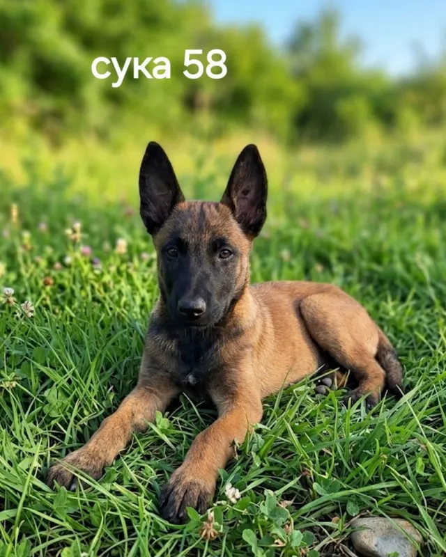 Продаются чистопородные щенки Малинуа 1 Продаются чистопородные щенки Малинуа 1