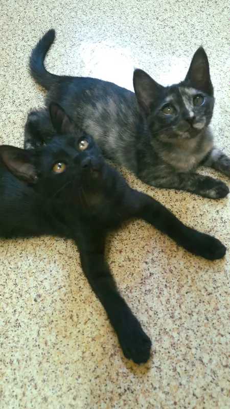 Котята, котенок в Добрые руки. 3 месяца.
