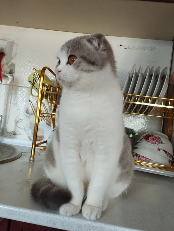 Скотиш фолд зотли мушук сотилади