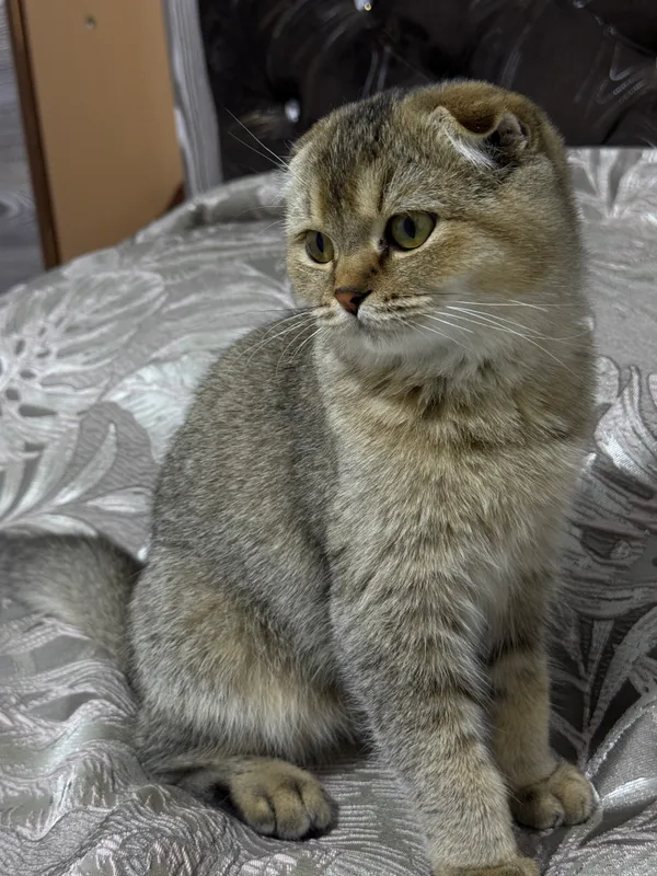 Scottish fold, 5 oylik, qiz bola 2 Scottish fold, 5 oylik, qiz bola 2