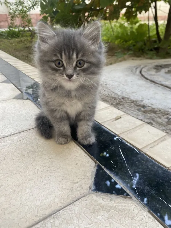 Кошка продоётся 5
