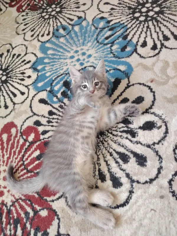 Отдам котят в добрые руки 1 Отдам котят в добрые руки 1