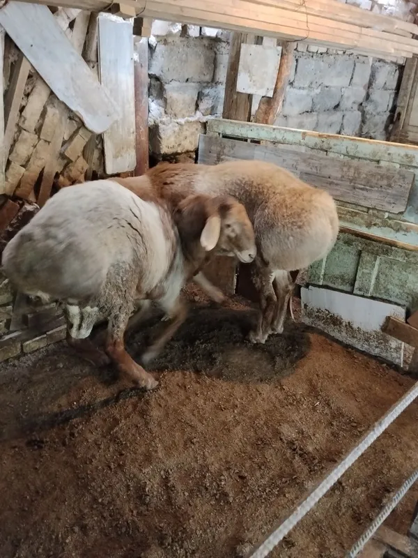 Qochqorla sotiladi qòyga qòshishga 4 Qochqorla sotiladi qòyga qòshishga 4