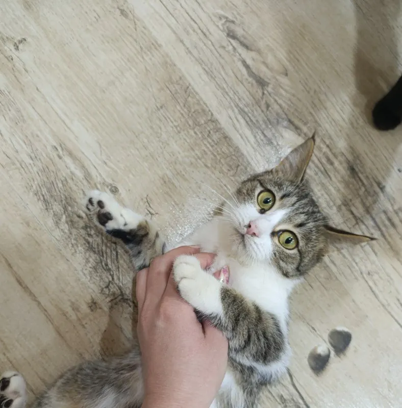 Котёнок бесплатно