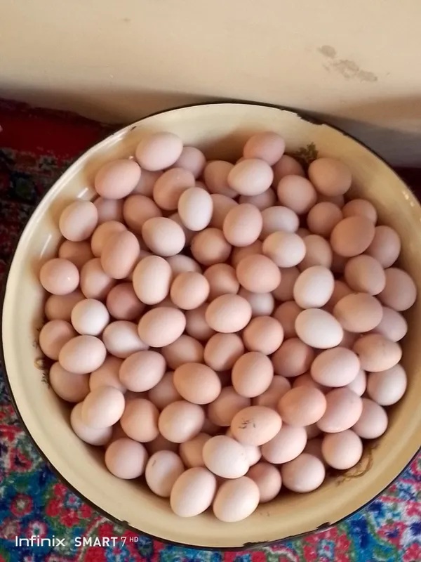 Uy sharoitida boqilga tovuq tuxumi bor — фото 3
