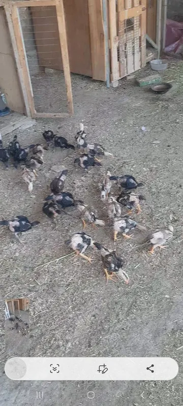 Япон карея жужа мокионла — фото 3