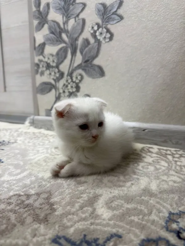 Скоттиш Фолд, 2 мальчики 4 Скоттиш Фолд, 2 мальчики 4