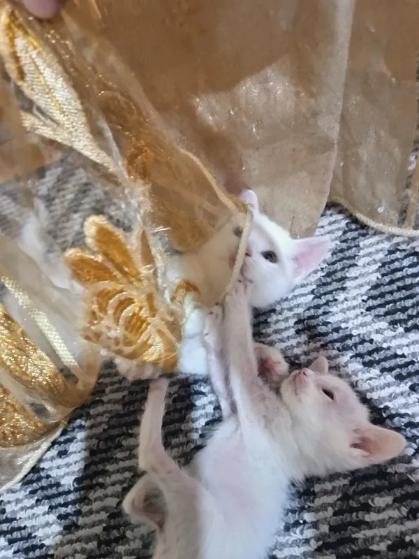 отдам бесплатно котята