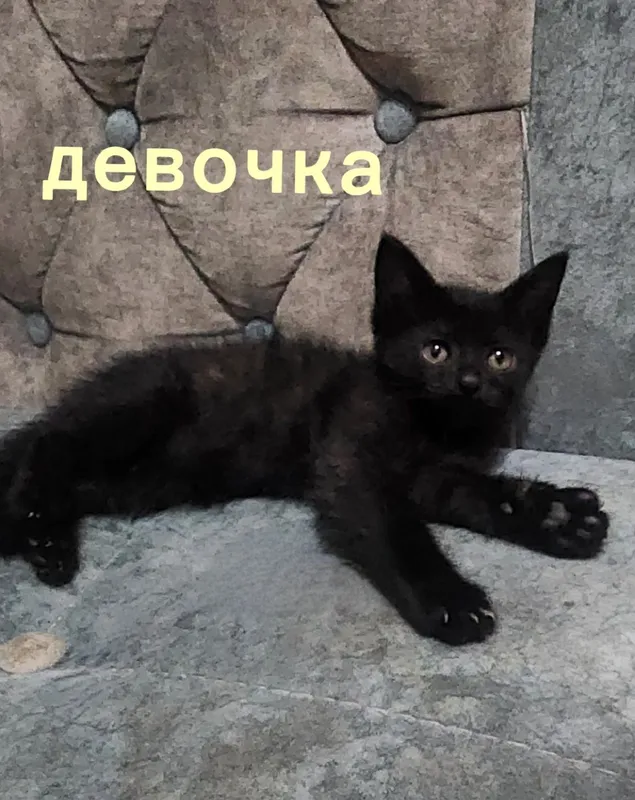 Отдам в добрые руки — фото 3