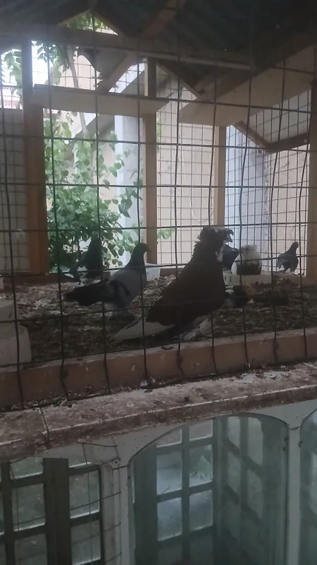 кабутар