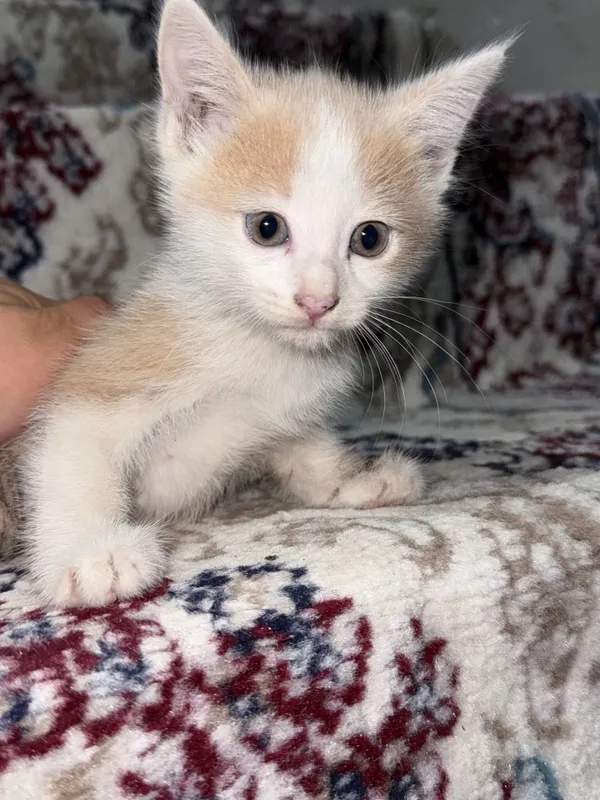 продается котенок