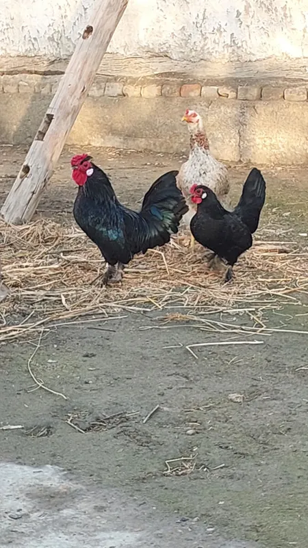 Bantam tovuq va xoʻrozi sotiladi — фото 3