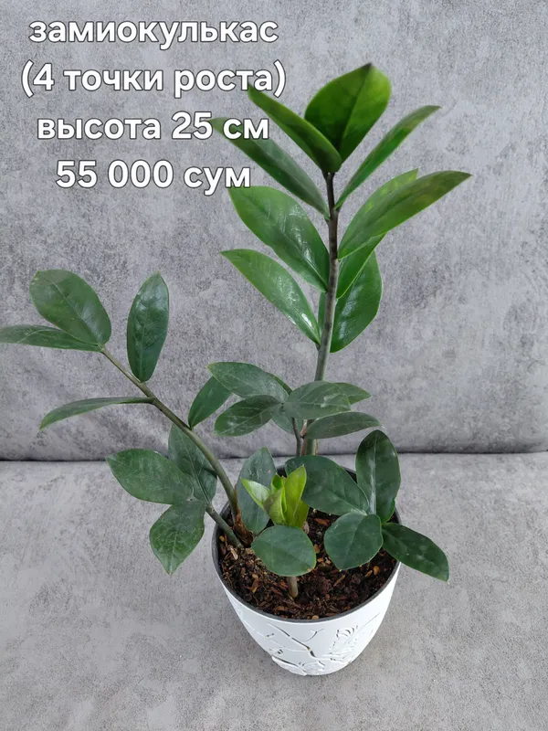 Комнатные цветы — фото 3