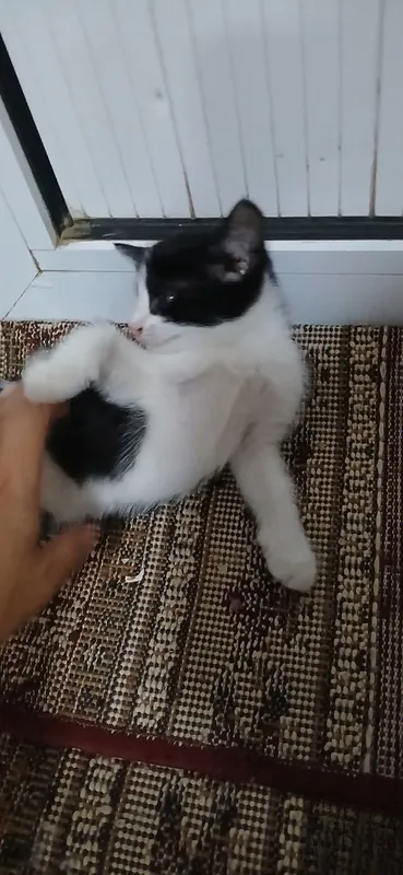 Котенок девочка,2 месяца,в добрые и заботливые руки.Лоток знает. 2 Котенок девочка,2 месяца,в добрые и заботливые руки.Лоток знает. 2