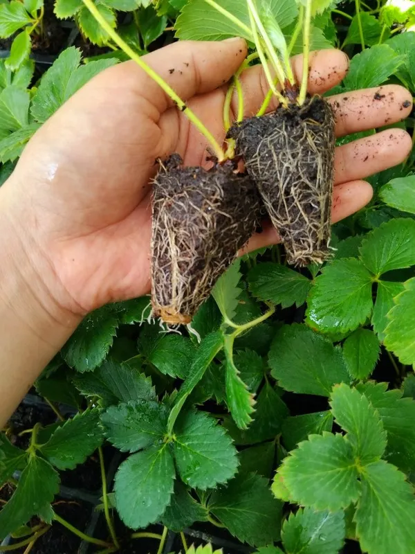 Qulupnay koʻchatlari bor Ko‘c — фото 1