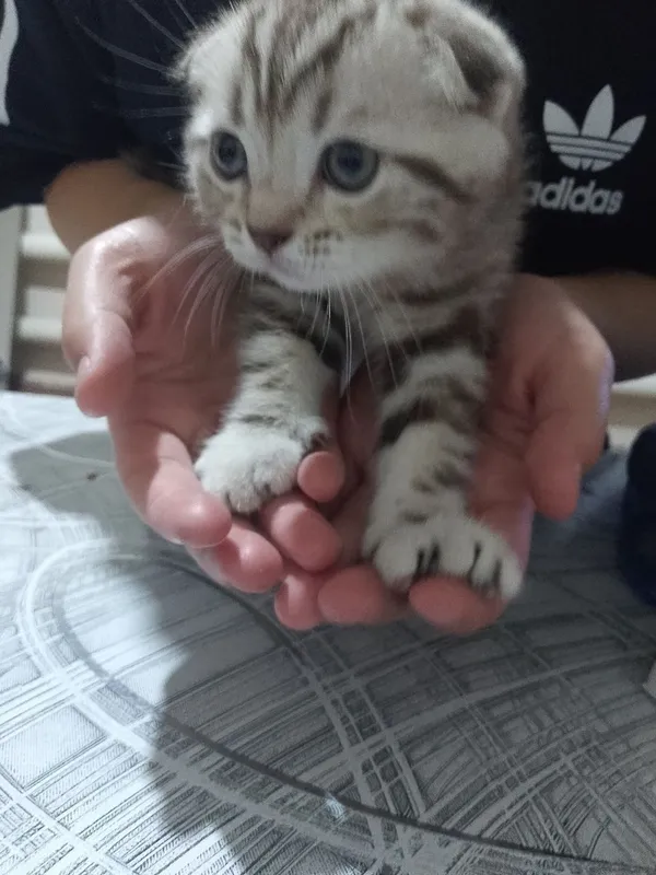 Веслоухий котенок,мальчик 2