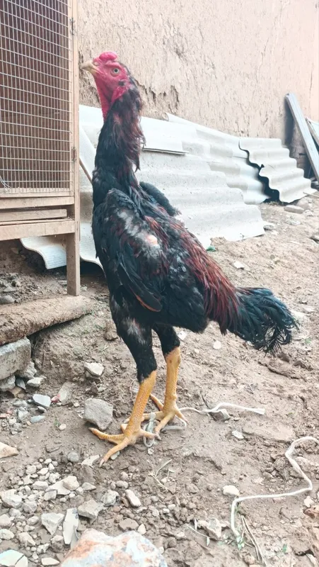 Dakan xoroz sotiladi 7