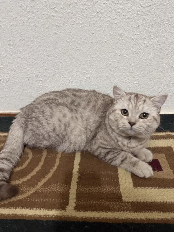 Вязка скотиш страйт