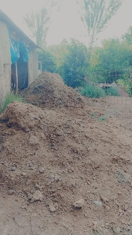 Gung(nurri) sotiladi. Yarim tilichkadan kuproq