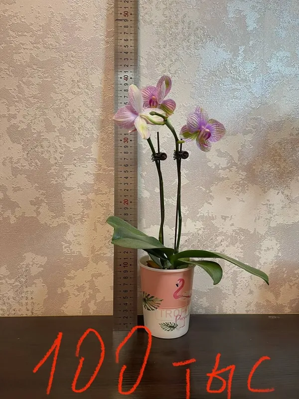 Продам домашние цветы 7 Продам домашние цветы 7