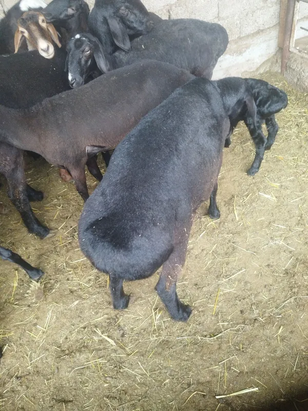 Qochqorlar bor qurbon xayitga